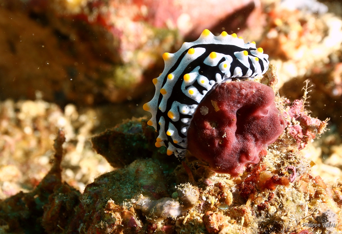 Bali 2016 - Swollen phyllidia - Phyllidie verruqueuse - Phyllidia varicosa - IMG_5988_rc.jpg